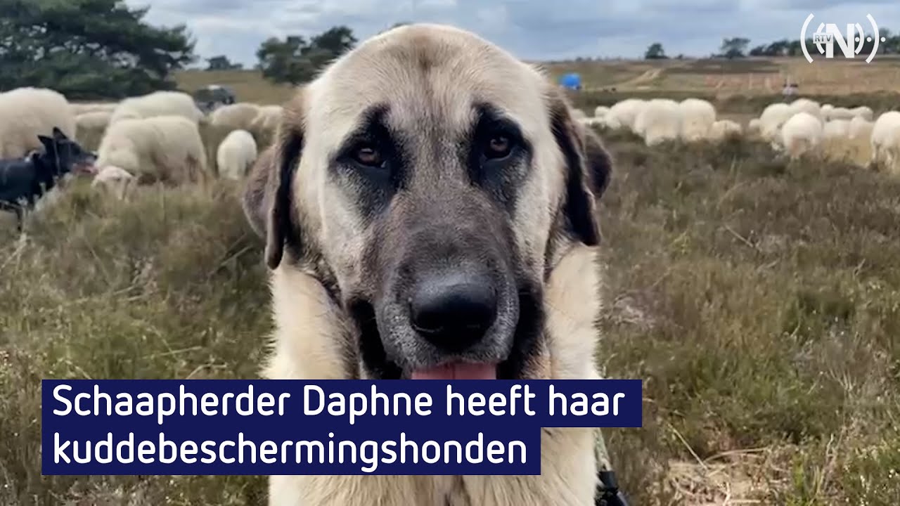 Kuddebeschermingshonden wennen langzaam maar zeker
