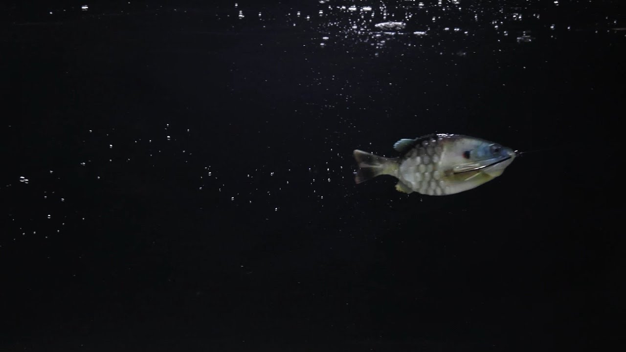 PowerBait Gilly | Watch It Swim
