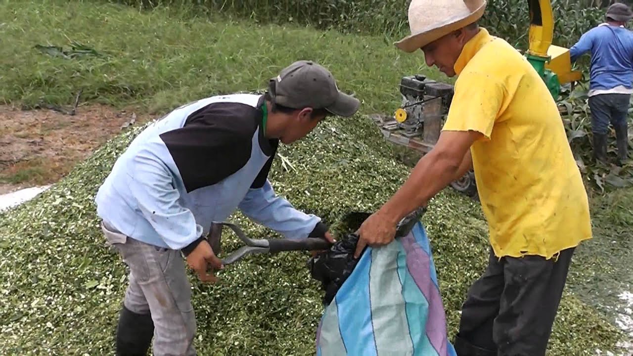 PROCESO DE ENSILAJE DE MAIZ