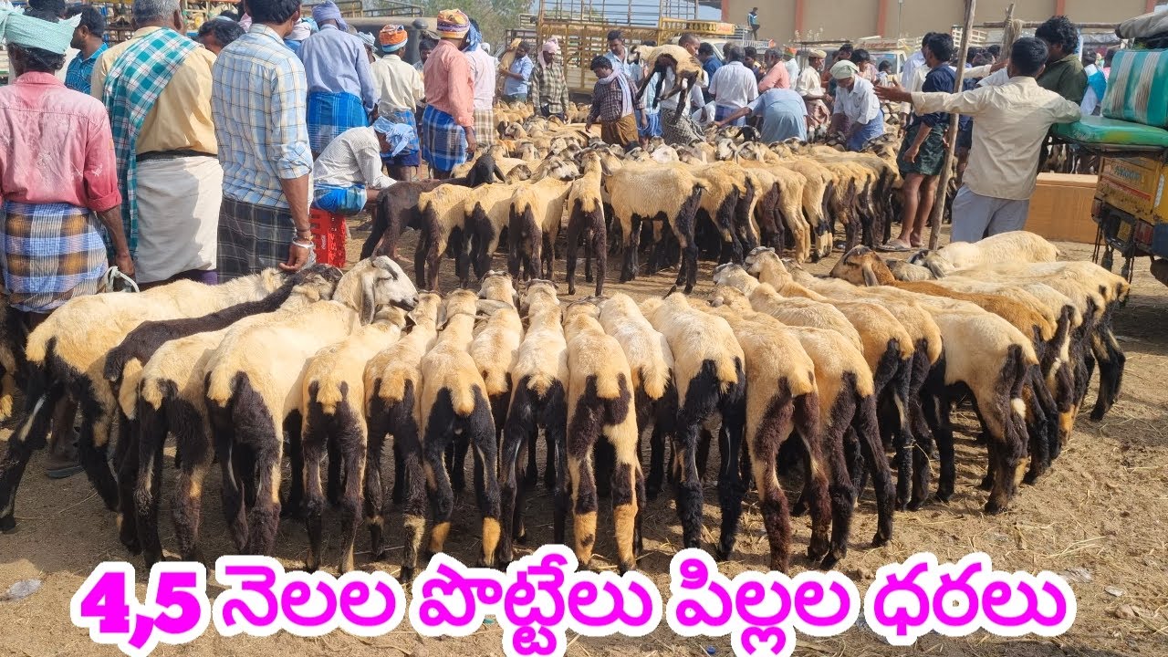 పెరిగిన పొట్టేలు పిల్లల ధరలు గూడూరు గొర్రెల సంత 22 3 2024 Gudur sheep market sheep farming videos