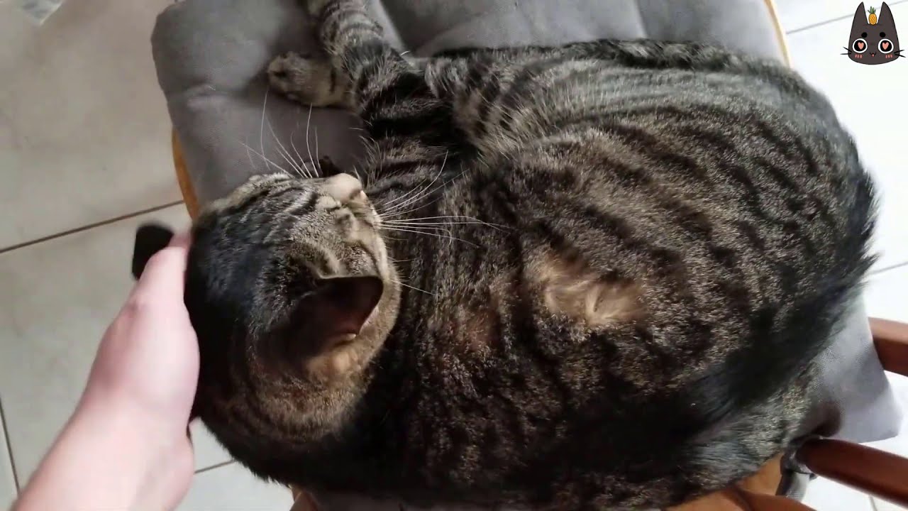 Cats Who Cat Trill (