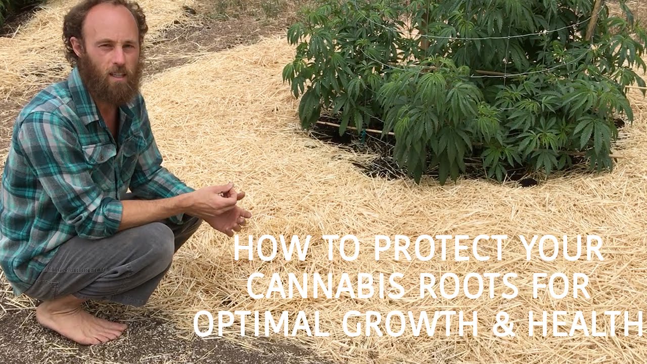 How to Protect Your Cannabis Roots For Optimal Growth and Health