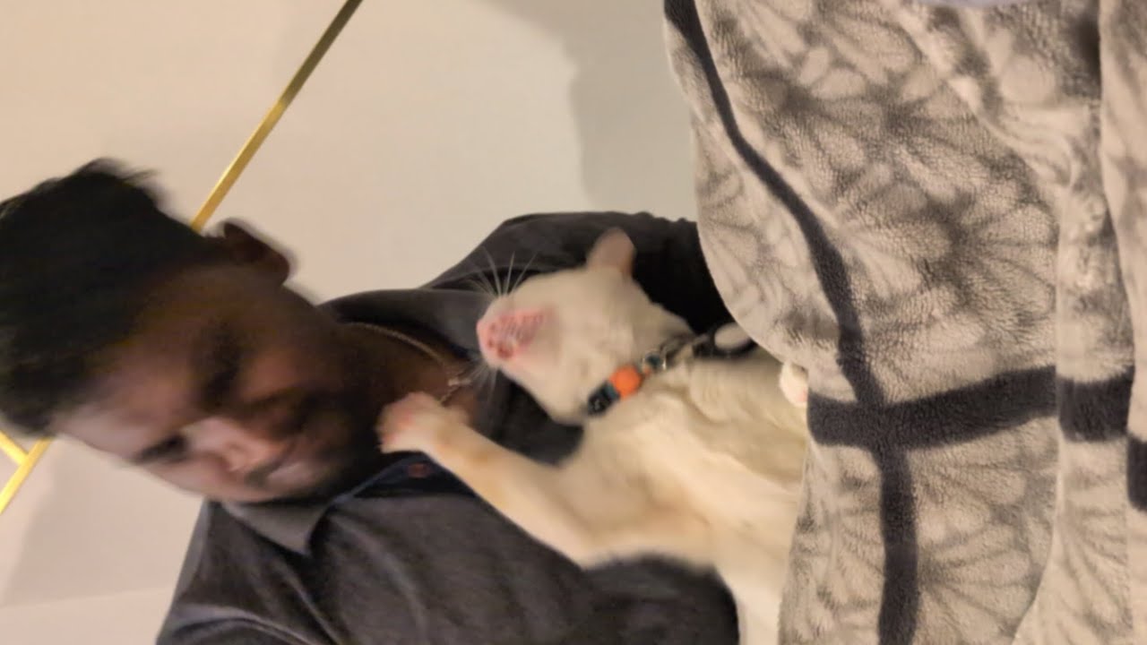 Krish hitting Anna #love #funny #trending #cat #krish #pets