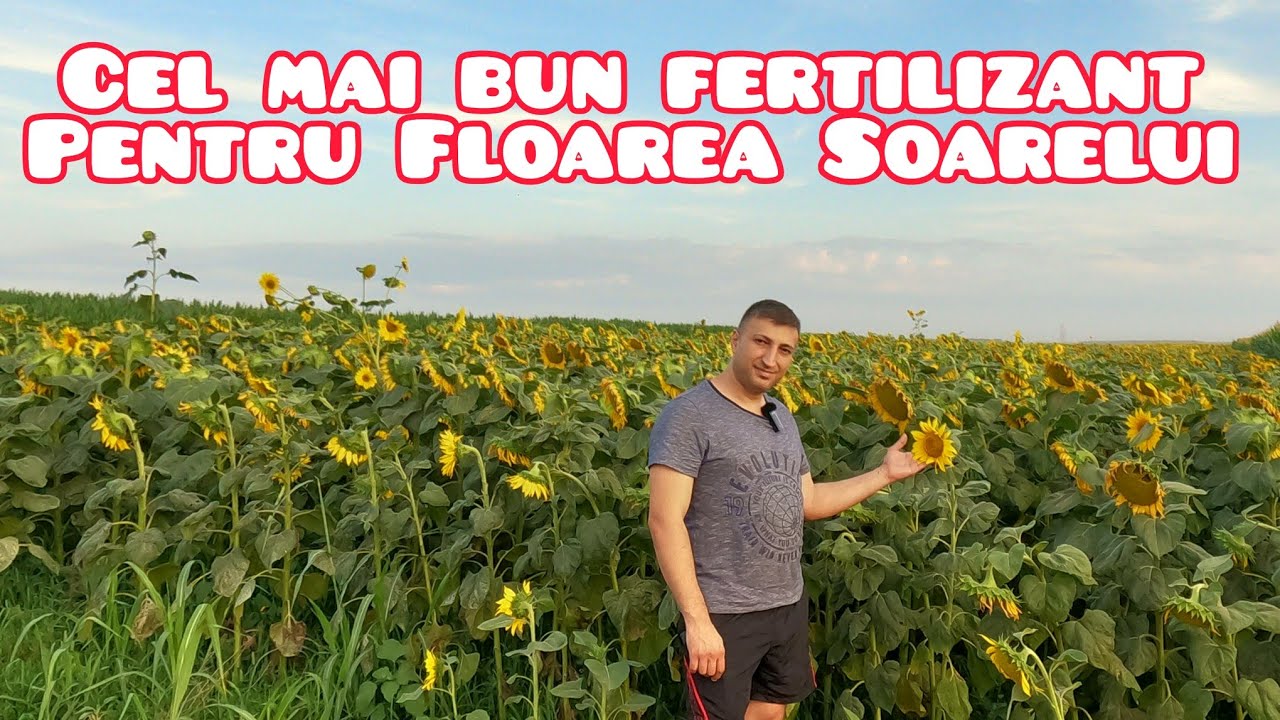 Cel mai bun fertilizant pentru floarea soarelui
