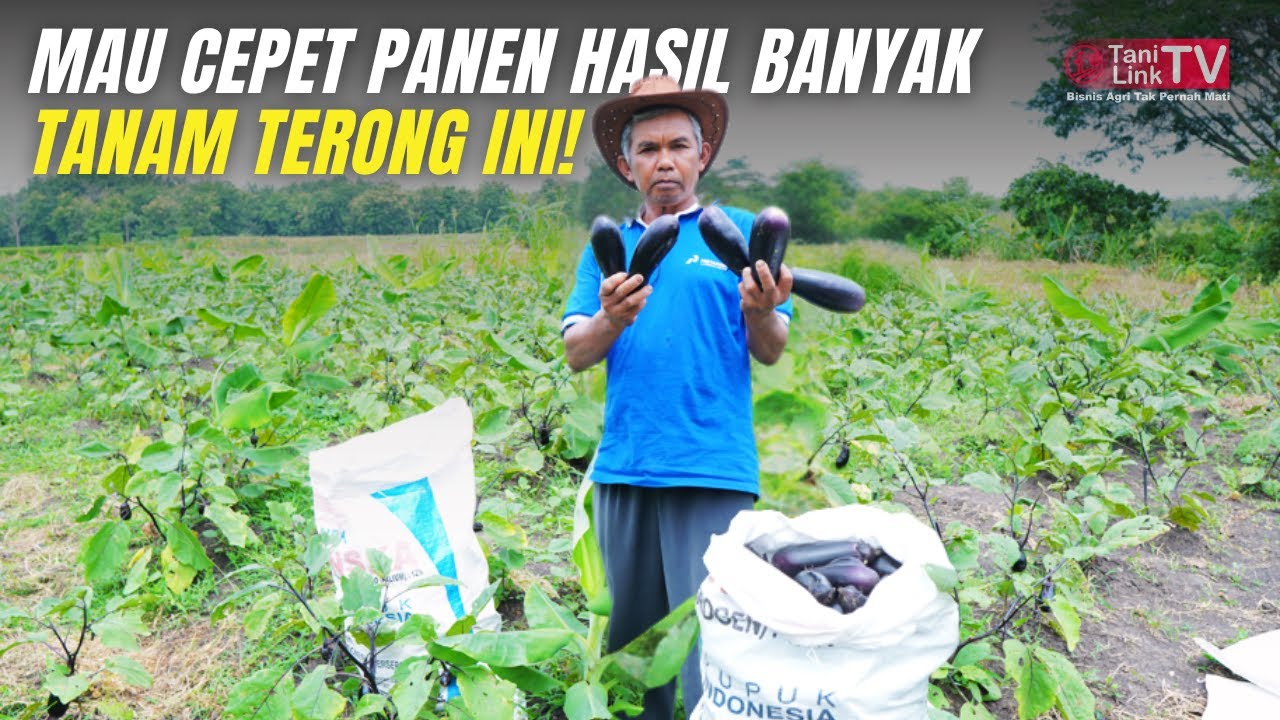 Ini yang Dicari Petani! Budidaya Terong Jepang Nasubi, Panen Cepat 45 HST