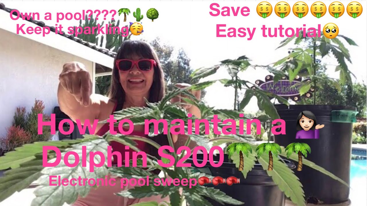 How To Maintain  A Dolphin S200 Pool Sweep 2021