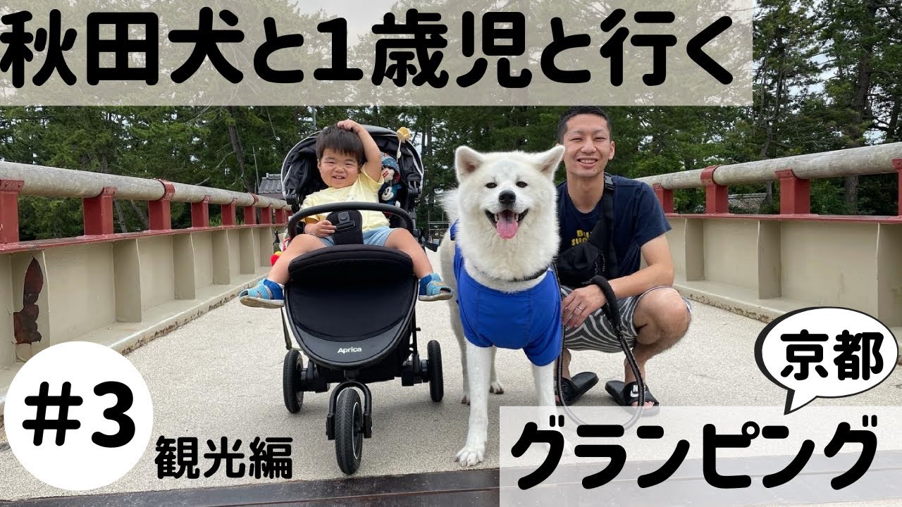 【秋田犬と子供】犬と子連れで行く天橋立観光！