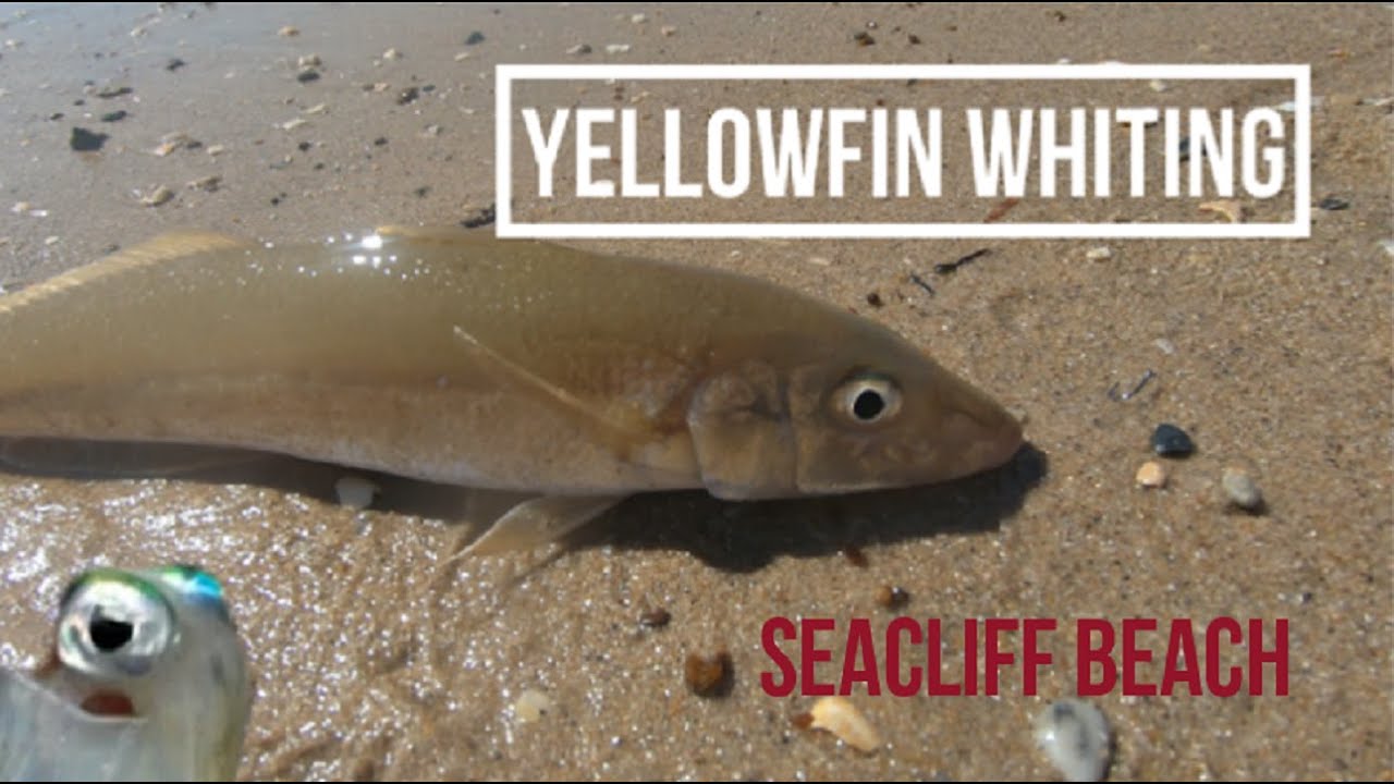[SUMMER] Yellowfin Whiting on Live Nippers