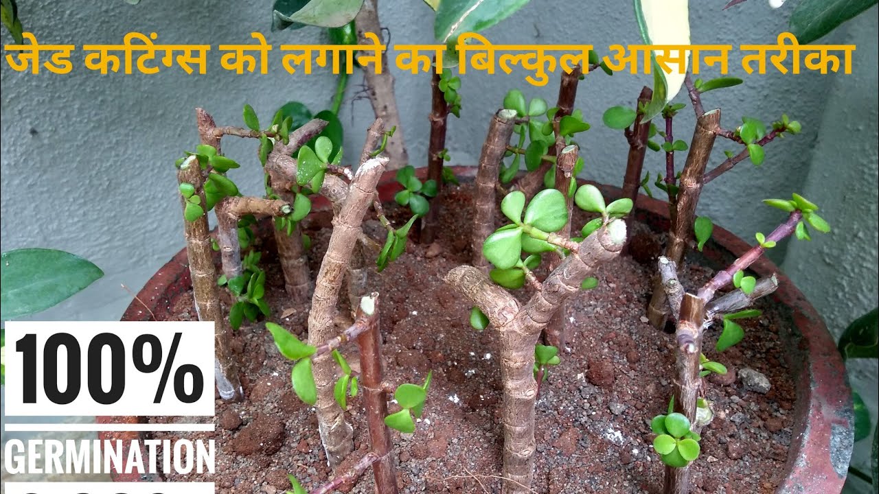 Jade cuttings propagation - Part 1 | Forest & Formal upright propagation | Techniques & Tricks