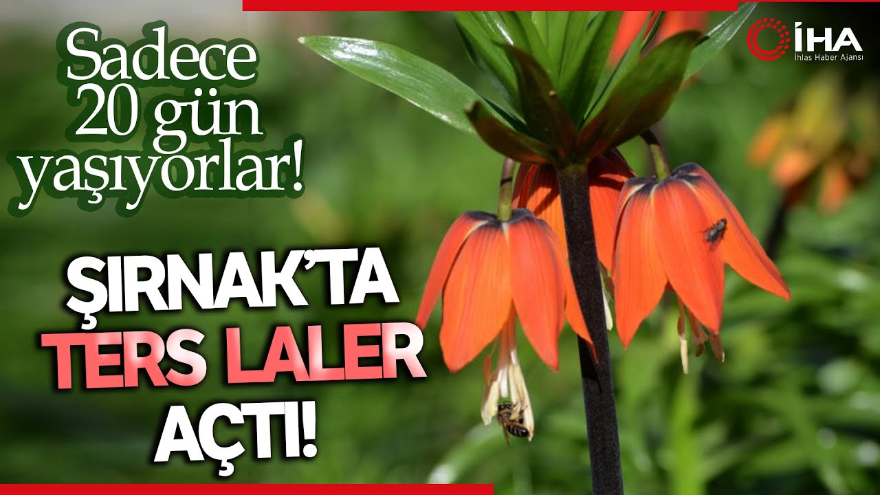 Şırnak'ta 'Ters Laleler' Kartpostallık Görüntü Oluşturdu