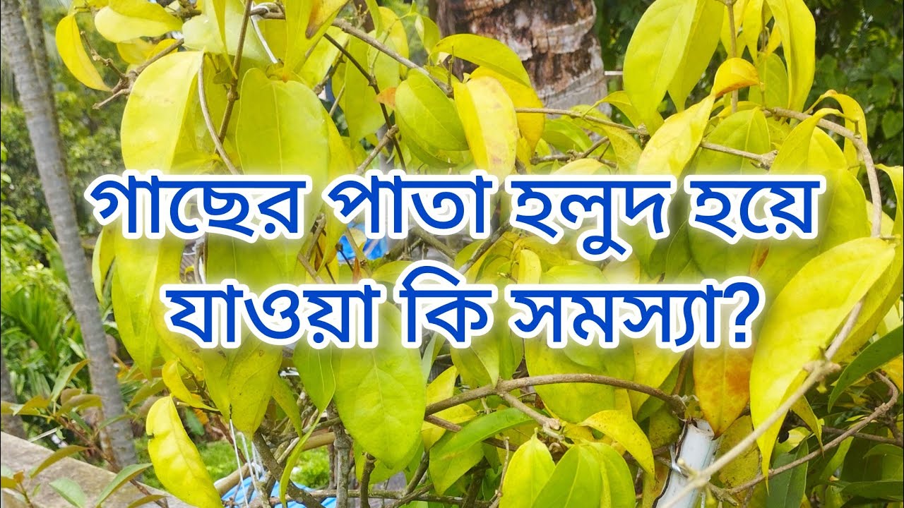গাছের পাতা হলুদ হয়ে যাওয়া |  Gardening Culture