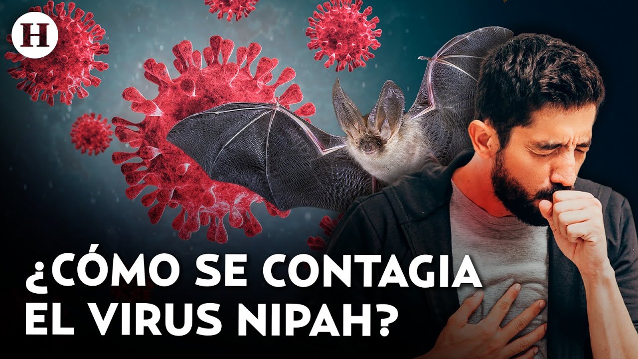 ¡No tiene cura y es mortal! Estos son los síntomas del virus Nipah y así puedes evitar contagiarte