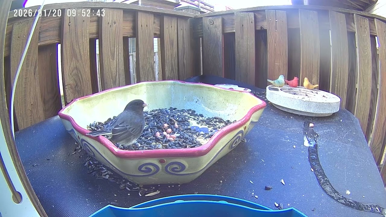 Little wings visits
