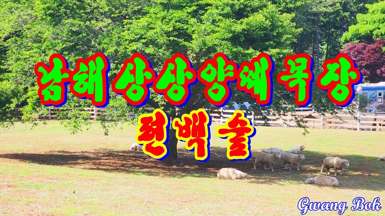 남해 상상 양떼목장 편백숲