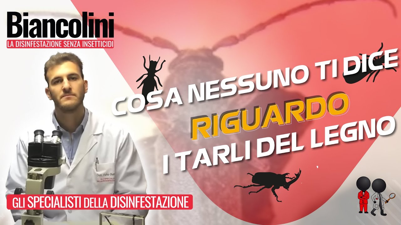❓​📌​Cosa nessuno ti dice riguardo i Tarli del Legno❓​📌​