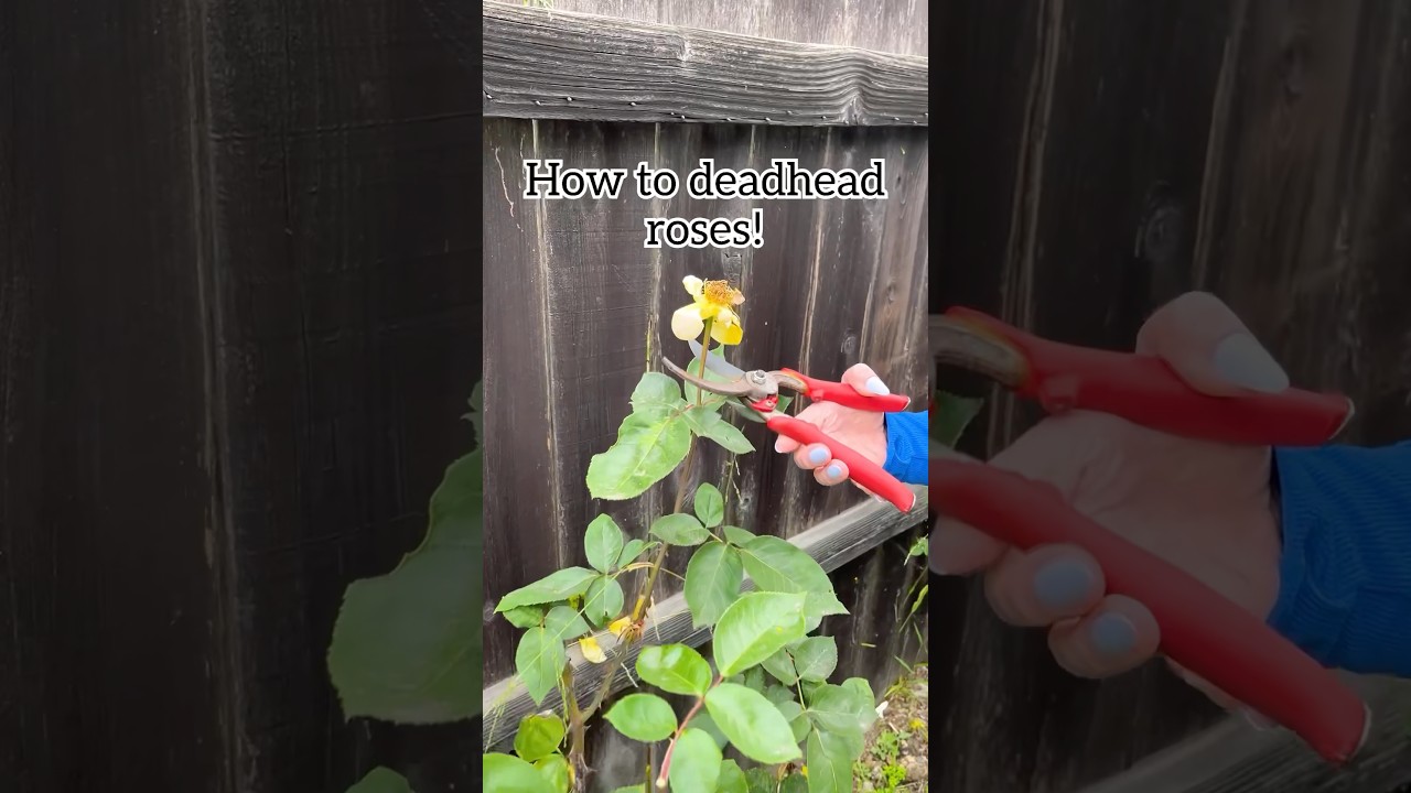 How to prune roses! #gardening #tips #rose #flowers #spring