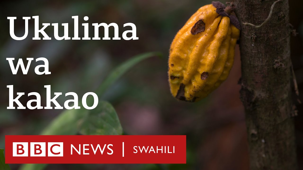 Kwanini Ghana haichakati chokoleti licha ya kuzalisha kakao?