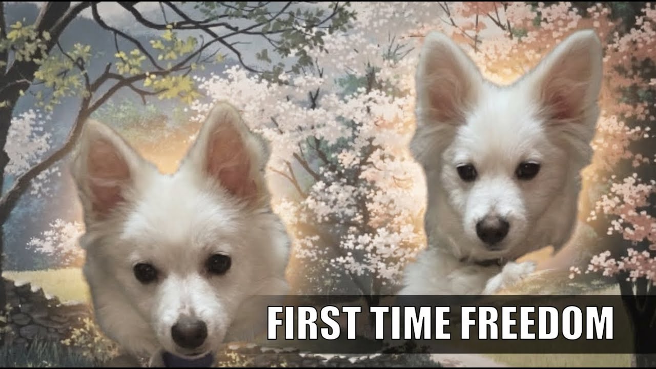 First Time Outside! Leo & Lizo’s Freedom Madness 🐶🌿 | Cute Puppy Outdoor Adventure