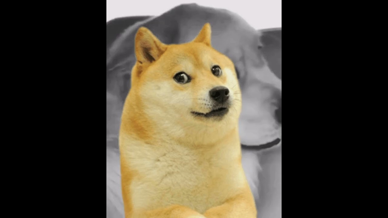 doge meme (Gustavo 