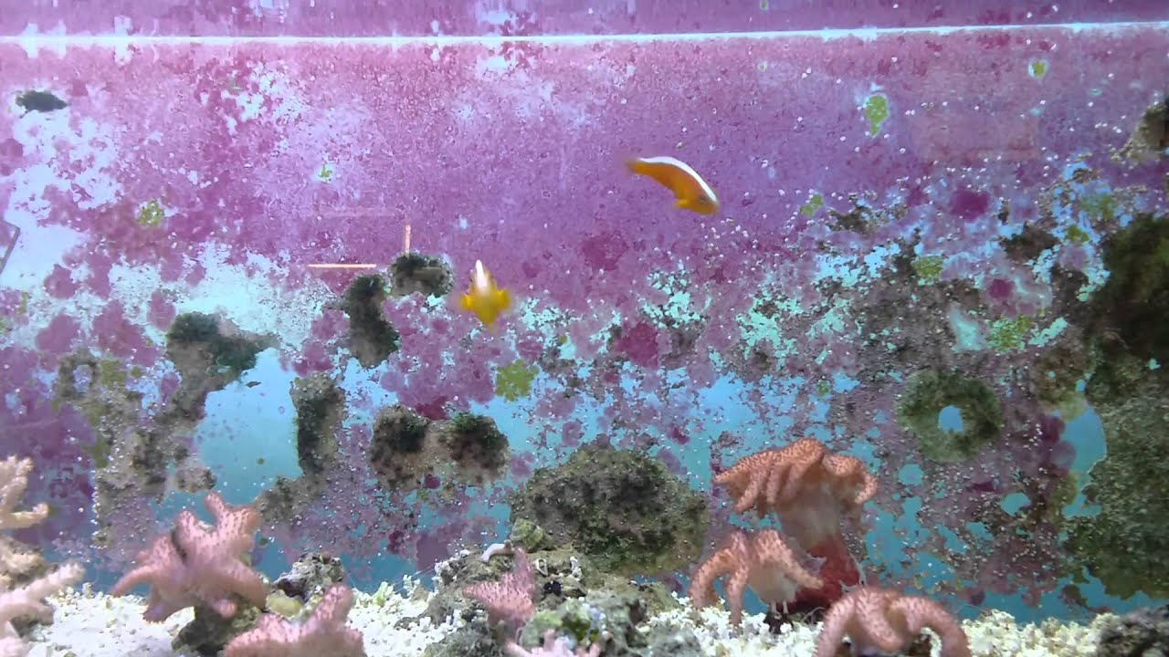 Orange Skunk Clownfish Pair - WYSIWYG