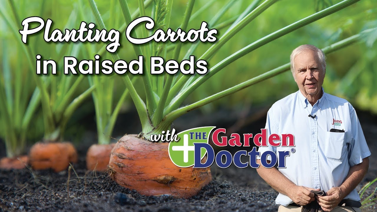 Planting Carrots in Raised Beds