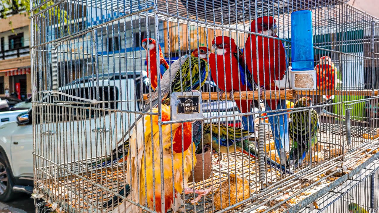 FEIRA DE PASSARINHOS EM CARUARU PE!! MUITAS ESPÉCIES DIFERENTES HOJE!!
