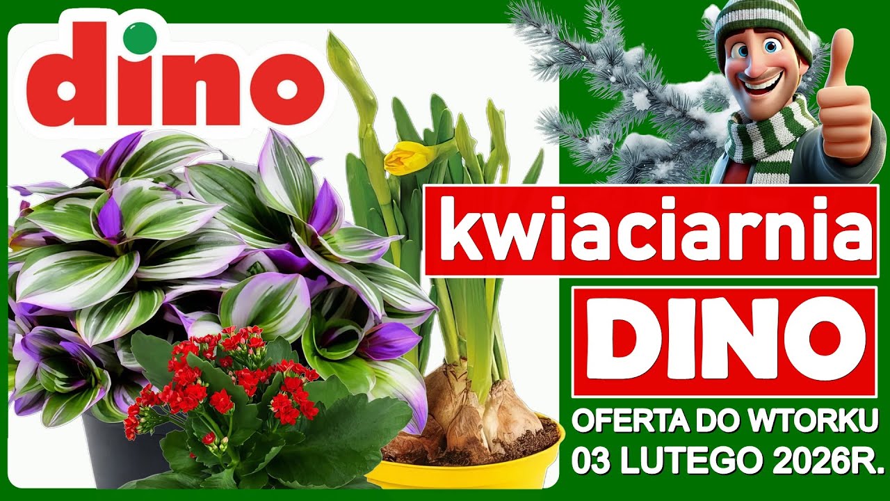 DINO MARKET | Nowa Oferta do Wtorku 03.02.2026 | Tanie Kwiaty w Dino