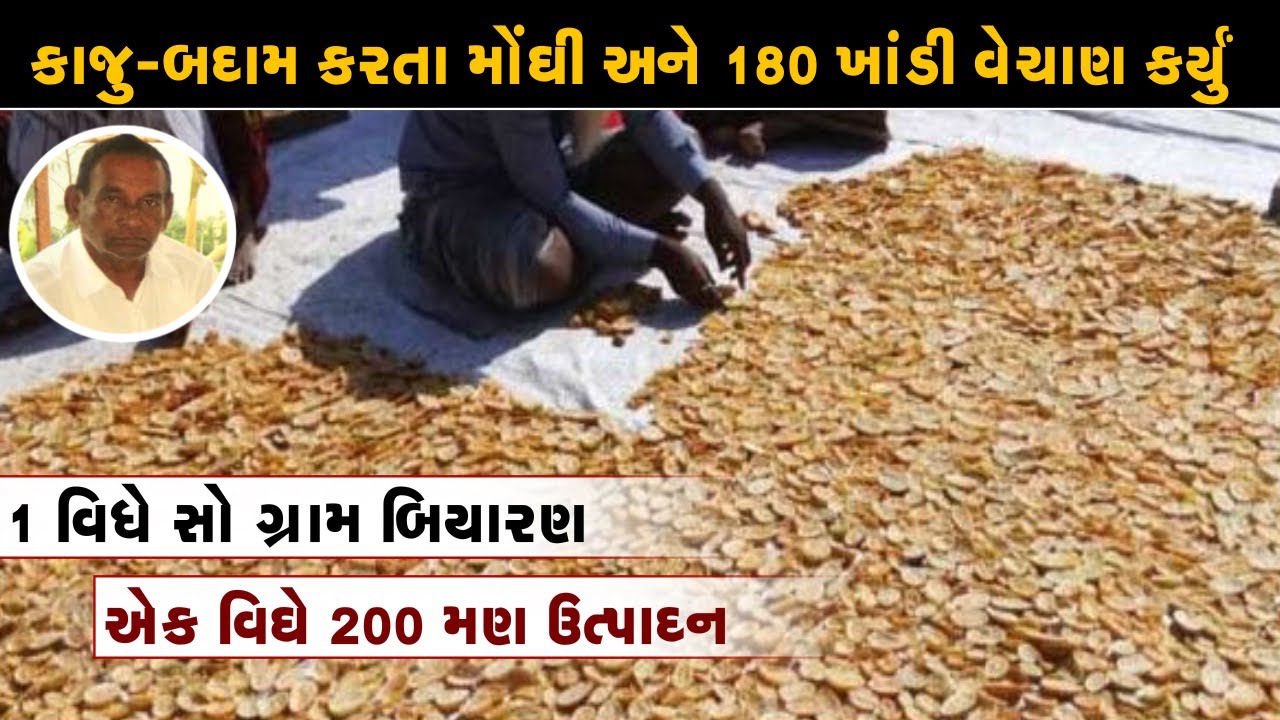 એક વિઘે 10 ગ્રામ બિયારણ llએક વિઘે 200 મણ ઉત્પાદન ll દુનિયામાં 14 દેશમાં નિકાસ ll વર્ષે કરોડોની કમાણી