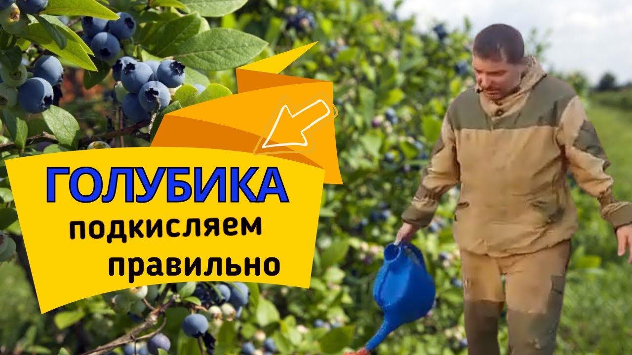 Голубика Подкисление почвы Дешево и сердито Мой личный опыт