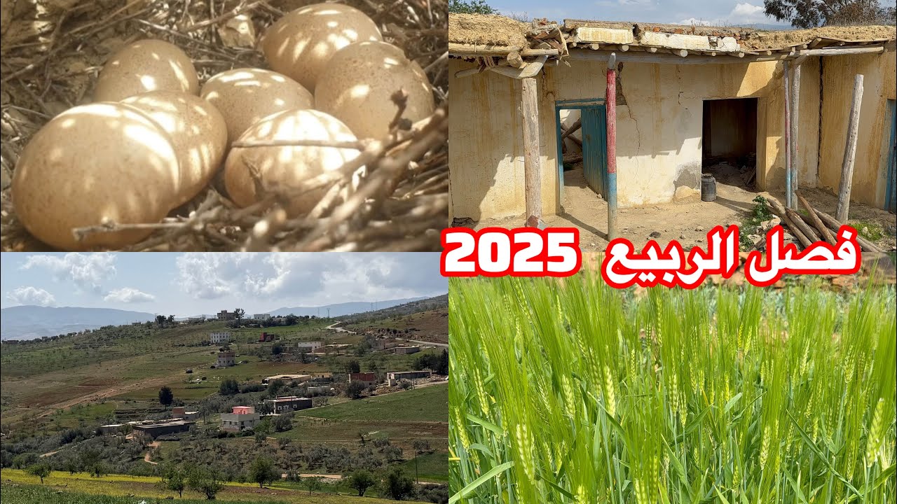 فصل الربيع في جبال أيت حذيفة 2025 مناظر رائعة..نواحي الحسيمة