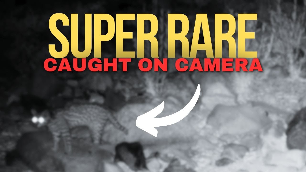 Rare Animal Encounters Caught on Camera