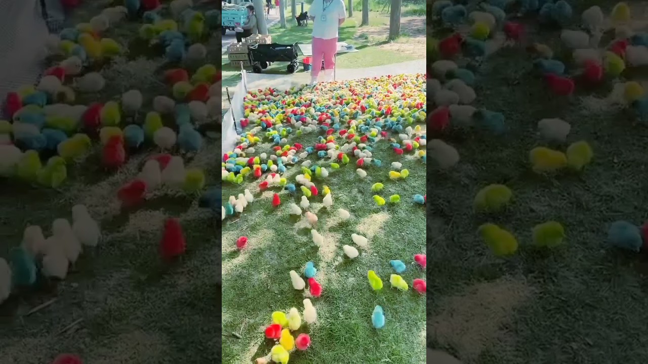 BAD Video MURGI Chicks Pools Bathing Decolarization FRACAS | FishCutting