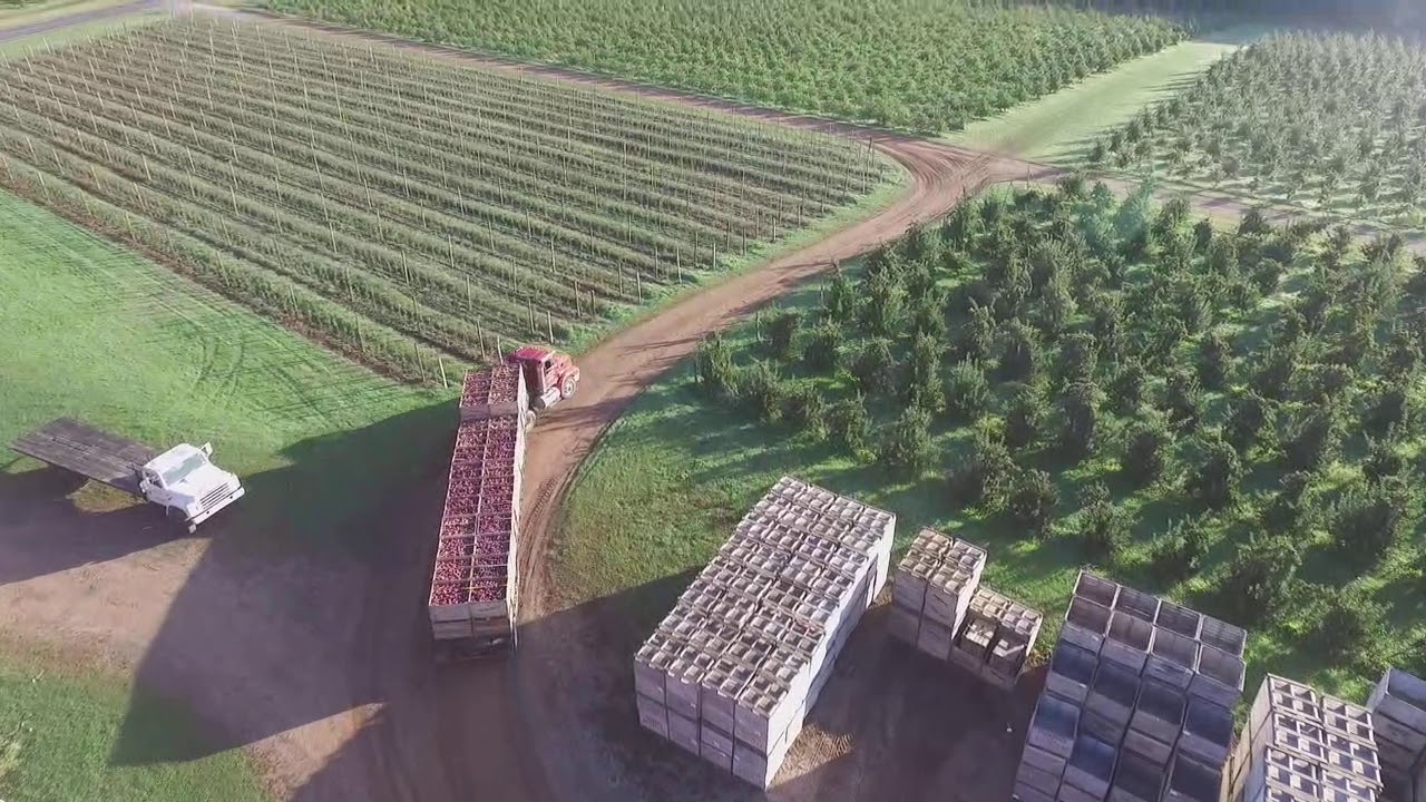 Another load of royal empire apples heading to controlled atmosphere storage!