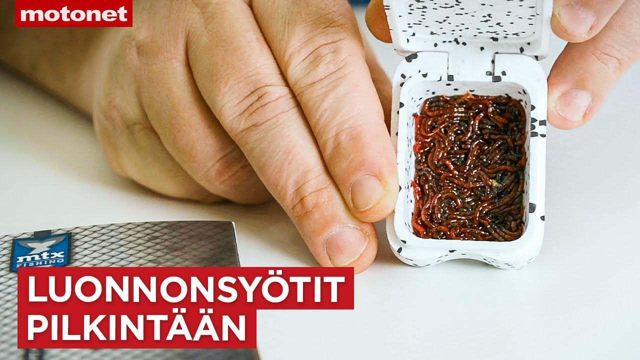 Pilkkisyötit l Kärpäsentoukka ja surviaisentoukka