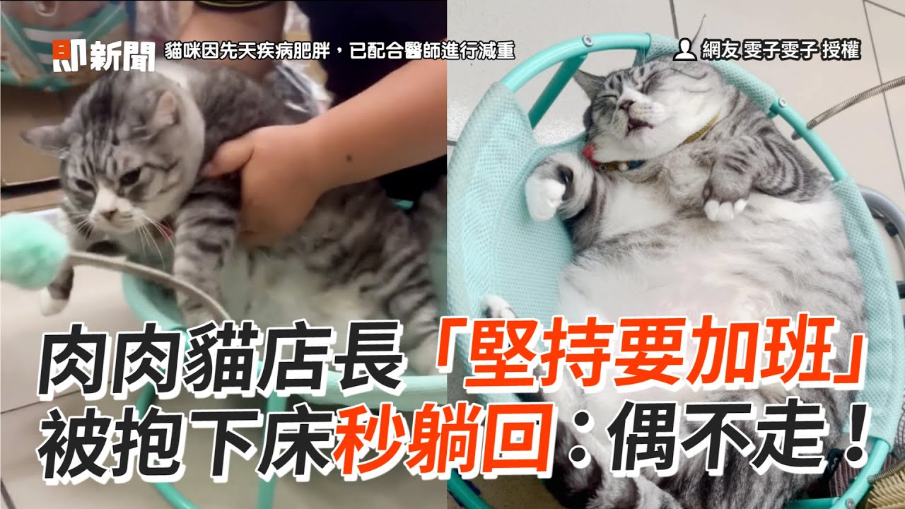 貓店長「堅持躺床加班」　被抱走秒躺回｜貓咪｜寵物｜吊床｜精選影片