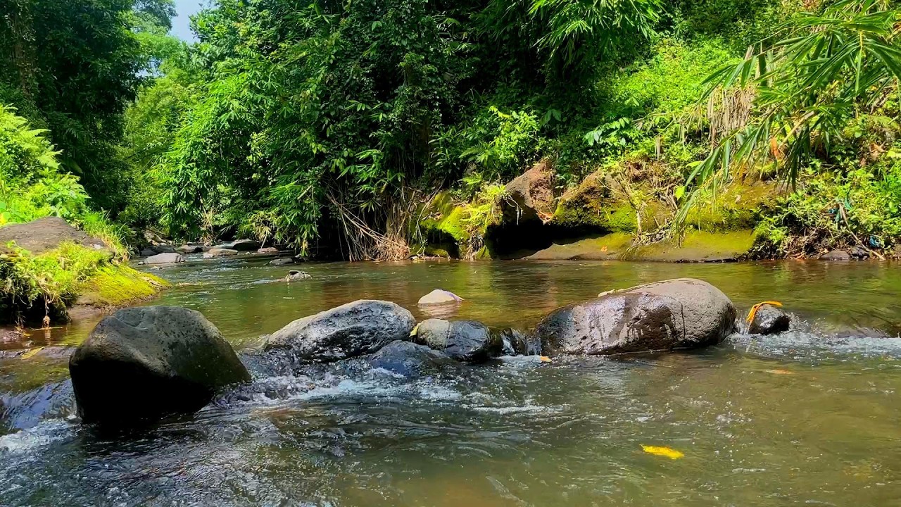 Natural Forest Birdsong by the River 🌿 Calm Your Mind, Release Stress