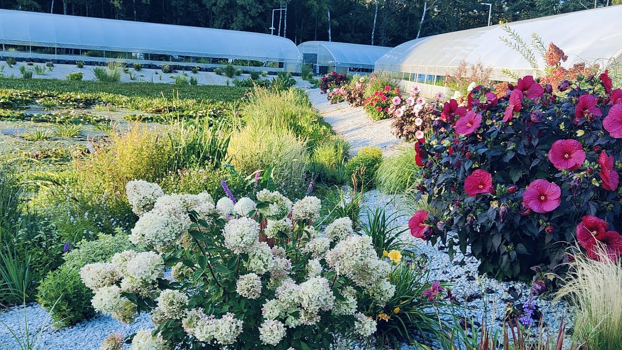 Kwiaty w słońcu i nocnym blasku🌞🌙  Szkółka Perfekt Klik🌸✨ #roslinyogrodowe #wodnerosliny