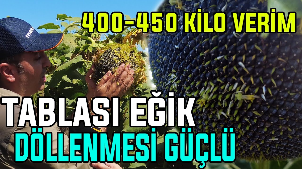 400 - 450 KİLO VERİM! / Döllenmesi Güçlü, Yatmaya Dayanıklı, Kırılma Yok, Verim Güzel!