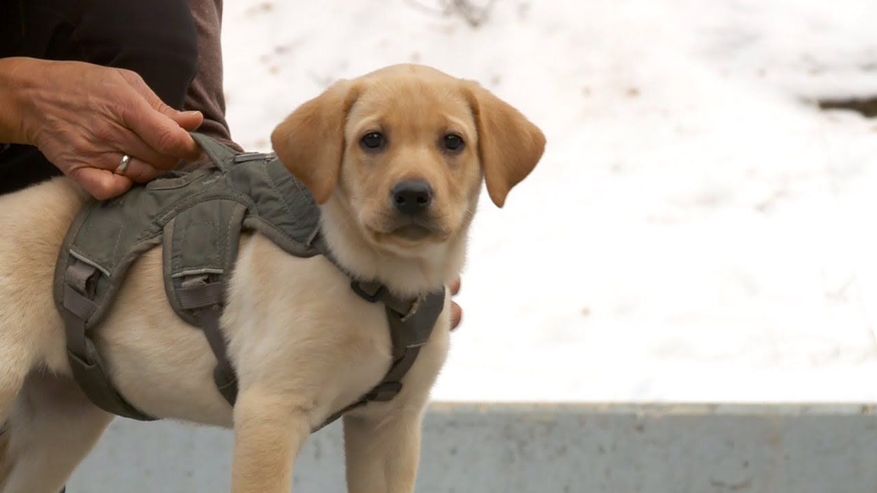 Puppy Training to Become Newest Ski Patrol Dog at Utah Resort