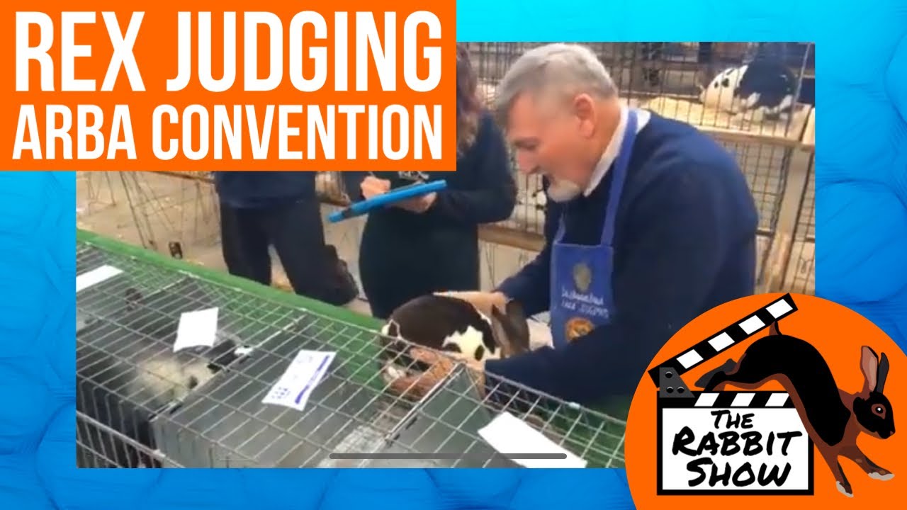 Open Rex Judging | ARBA Convention 2018