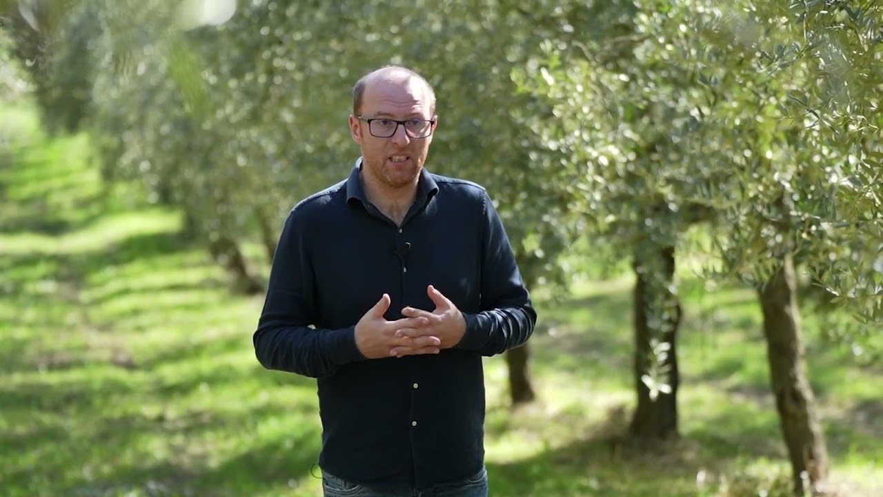 Eccellenza nell'olivicoltura: alla scoperta degli uliveti Petrilli