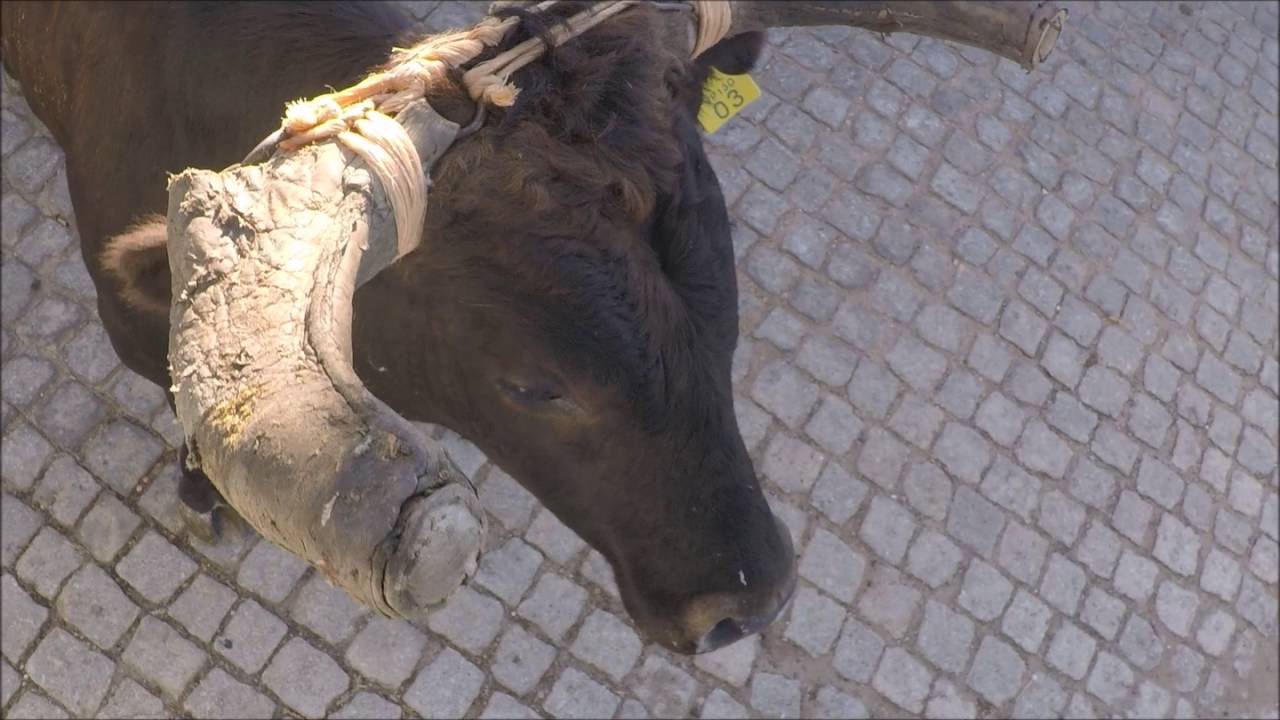 SANTO ALEIXO ( Monforte ) 20-08 -2016 - Início de Festas