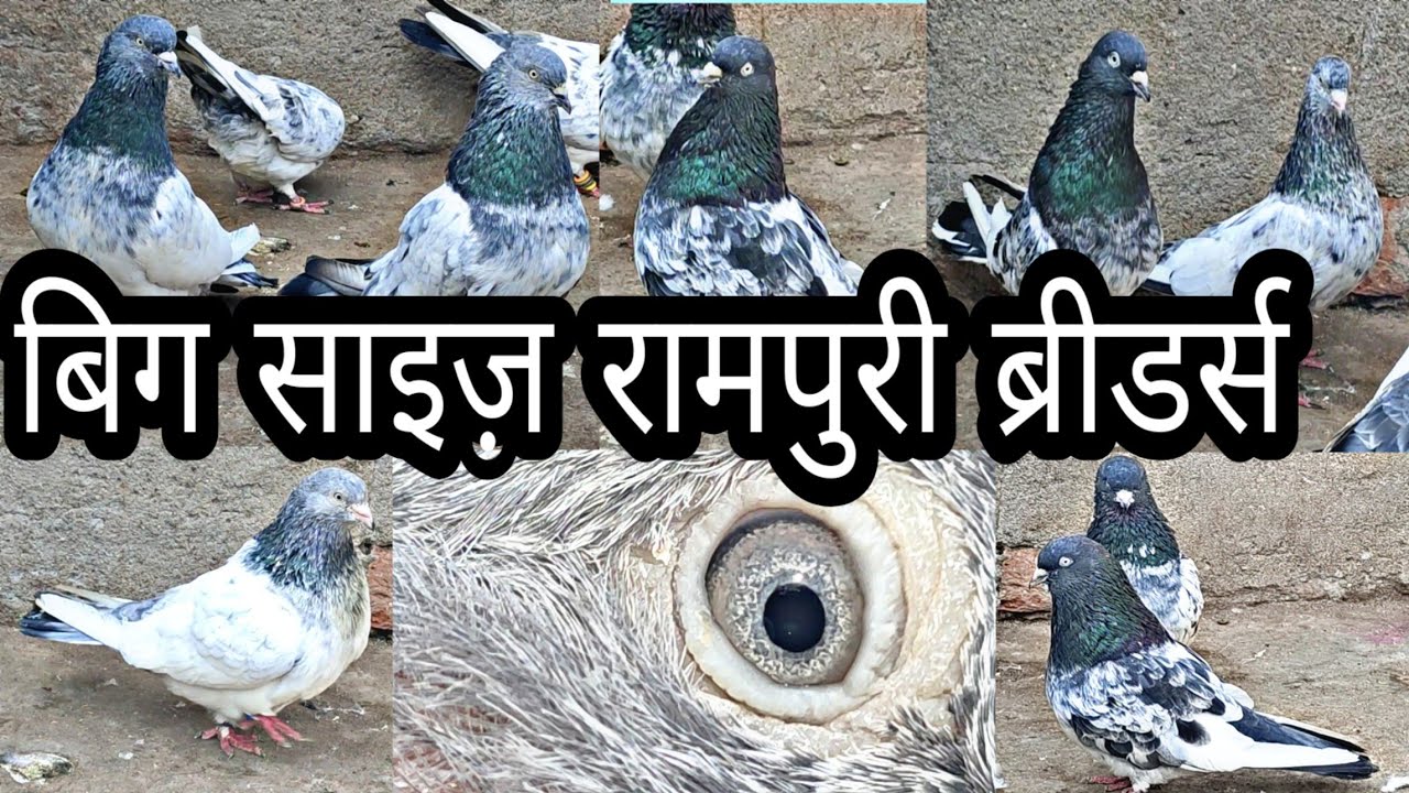 Rampuri Pigeons Of Dilawar Bhai || Rampuri Kabootar ||