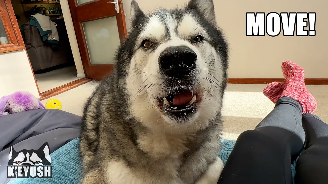I Get Told To MOVE! My Husky Only Wants It Because I’m Using It!