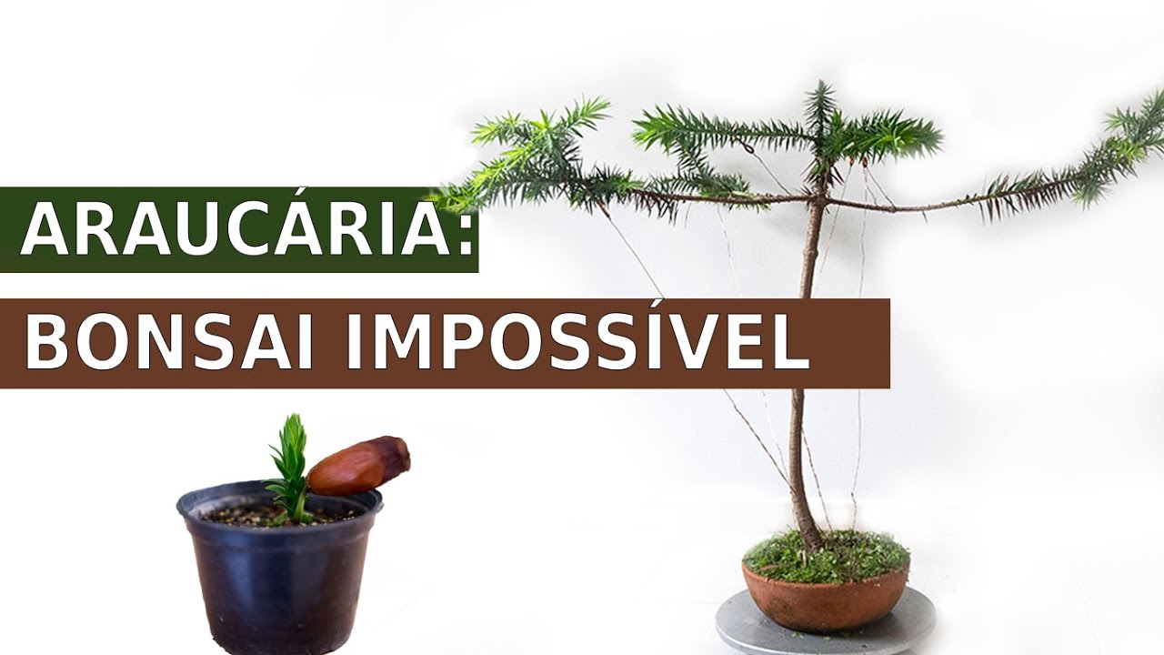 Transformando uma Araucária em Bonsai: Técnicas e Homenagem