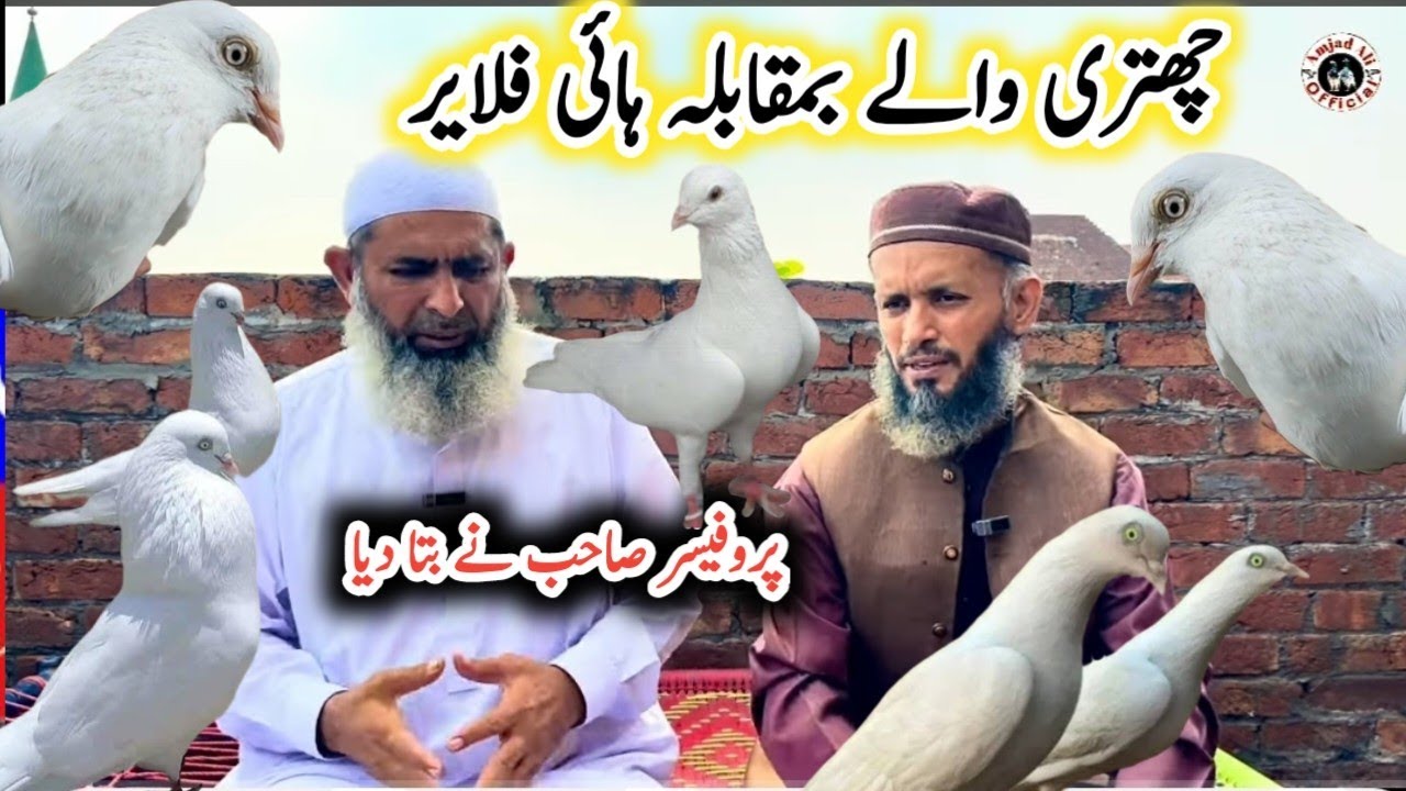 Chhatri waly kabootar par pabandi Kyon Hai professor sahab ne bata diya || #amjadaliofficial
