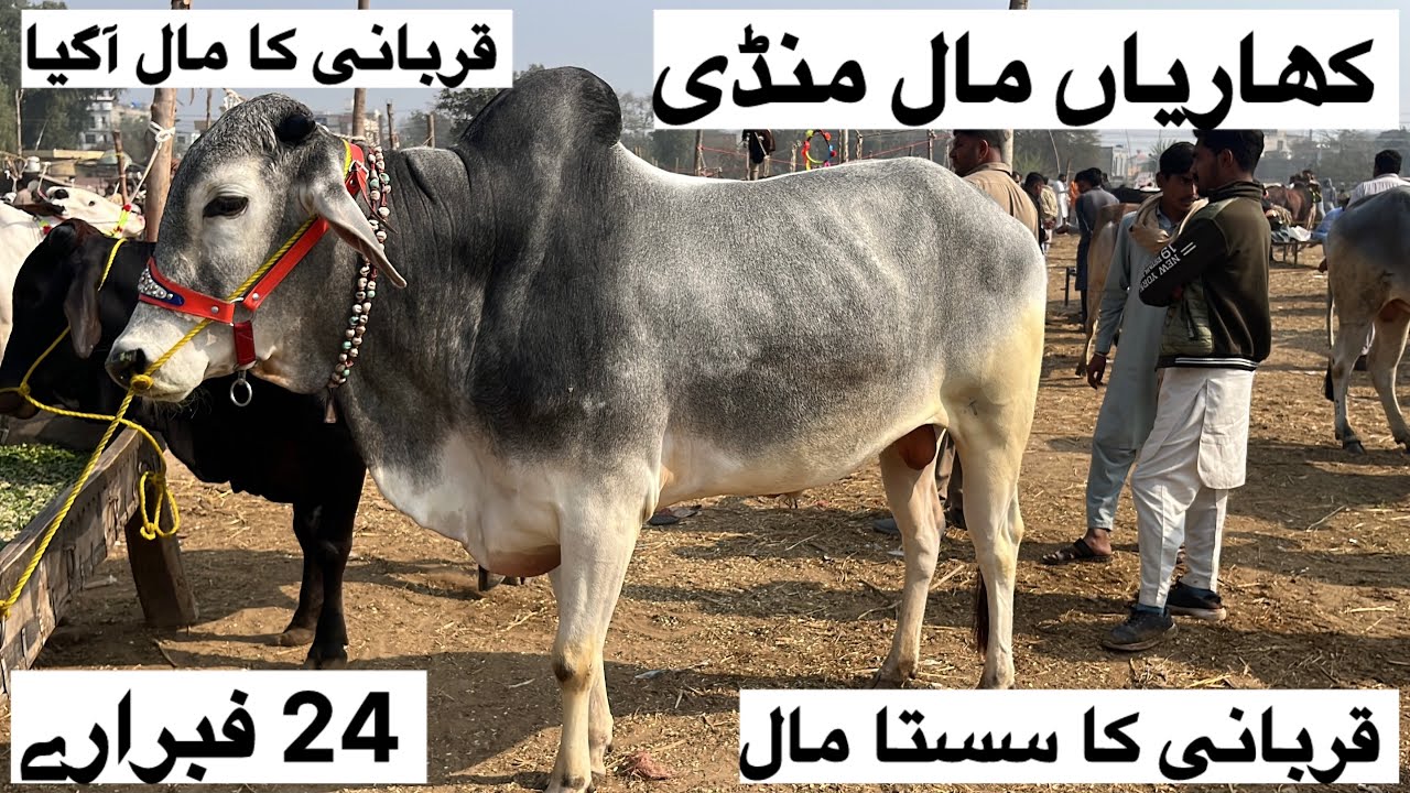 کھاریاں منڈی میں قربانی کا مال آگیا 