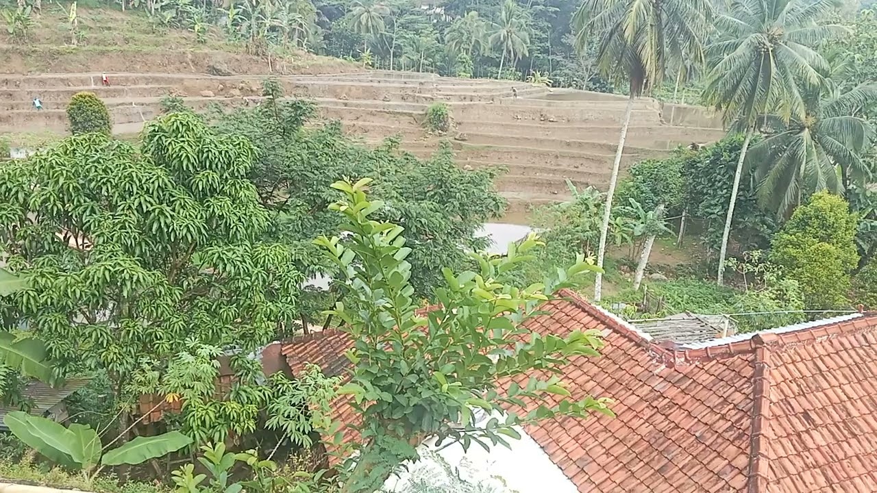 Kedamaian Padi di Desa
