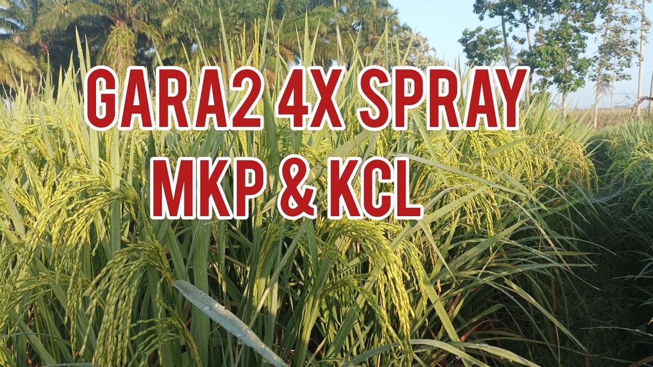 Penyemprotan KCl & MKP Padi Usia ini...??