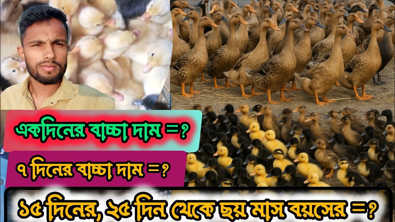 নানান বয়সের হাঁস ও হাঁসের বাচ্চা দাম?